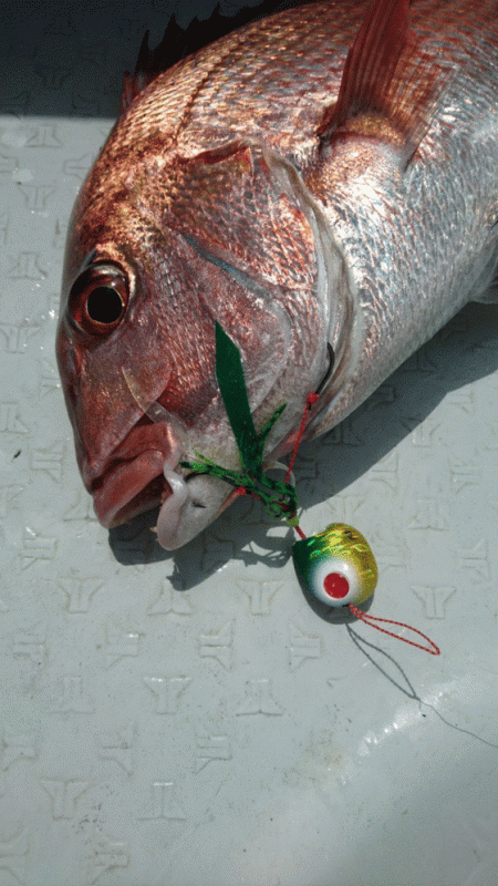 遊漁船ブルーウッズ 釣果