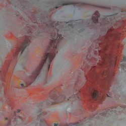 遊漁船 新鋭丸 釣果