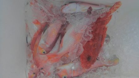 遊漁船 新鋭丸 釣果