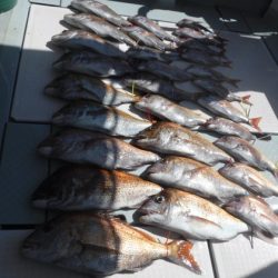 遊漁船 幸友丸 釣果