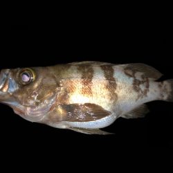 二見メバリング21