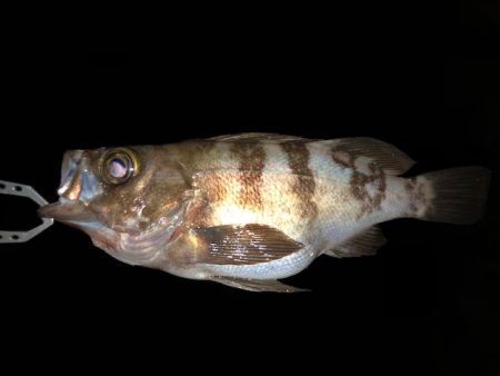 二見メバリング21