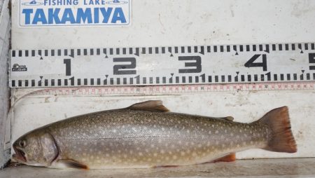 フィッシングレイクたかみや 釣果