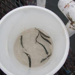 オリジナルメーカー海づり公園(市原市海づり施設) 釣果