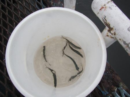 オリジナルメーカー海づり公園(市原市海づり施設) 釣果