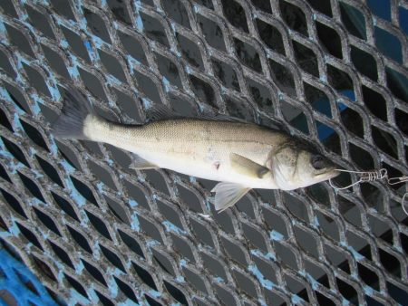 オリジナルメーカー海づり公園(市原市海づり…