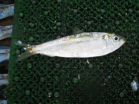 オリジナルメーカー海づり公園(市原市海づり施設) 釣果