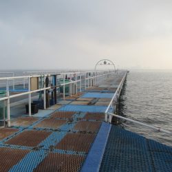 オリジナルメーカー海づり公園(市原市海づり施設) 釣果