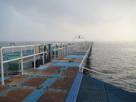 オリジナルメーカー海づり公園(市原市海づり施設) 釣果