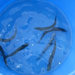 オリジナルメーカー海づり公園(市原市海づり施設) 釣果