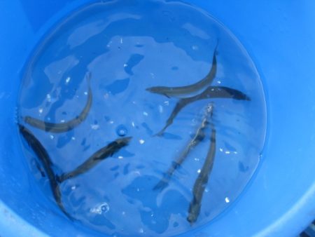 オリジナルメーカー海づり公園(市原市海づり施設) 釣果