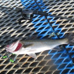 オリジナルメーカー海づり公園(市原市海づり施設) 釣果