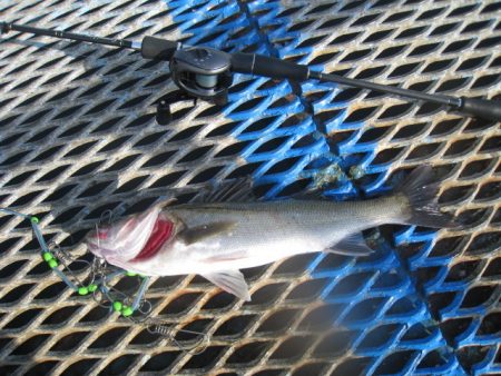 オリジナルメーカー海づり公園(市原市海づり…