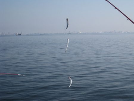 オリジナルメーカー海づり公園(市原市海づり施設) 釣果