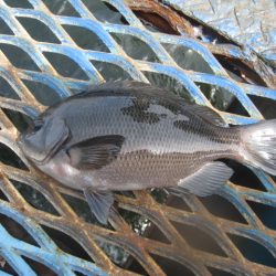 オリジナルメーカー海づり公園(市原市海づり施設) 釣果