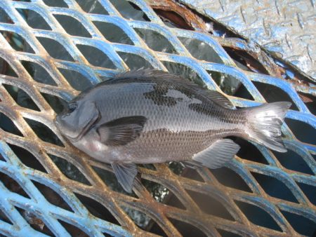 オリジナルメーカー海づり公園(市原市海づり施設) 釣果