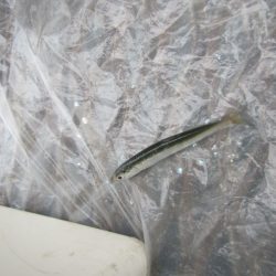 オリジナルメーカー海づり公園(市原市海づり施設) 釣果