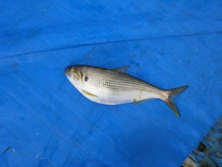 オリジナルメーカー海づり公園(市原市海づり施設) 釣果