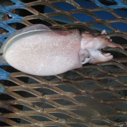 オリジナルメーカー海づり公園(市原市海づり施設) 釣果