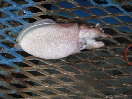 オリジナルメーカー海づり公園(市原市海づり施設) 釣果