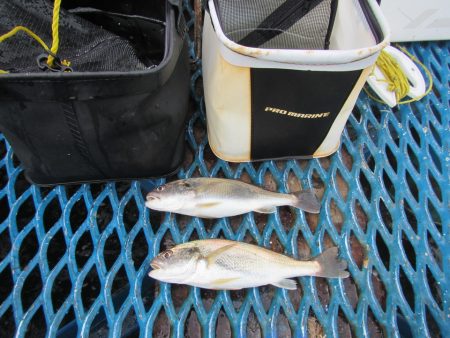 オリジナルメーカー海づり公園(市原市海づり施設) 釣果