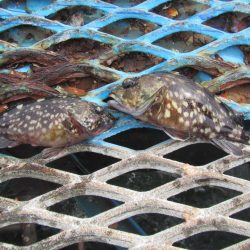 オリジナルメーカー海づり公園(市原市海づり施設) 釣果