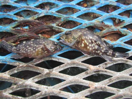 オリジナルメーカー海づり公園(市原市海づり施設) 釣果