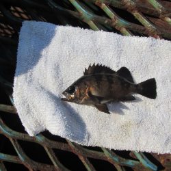 オリジナルメーカー海づり公園(市原市海づり施設) 釣果