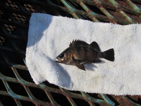 オリジナルメーカー海づり公園(市原市海づり施設) 釣果