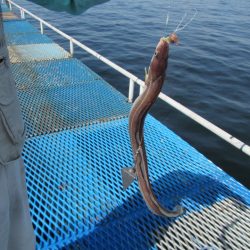 オリジナルメーカー海づり公園(市原市海づり施設) 釣果