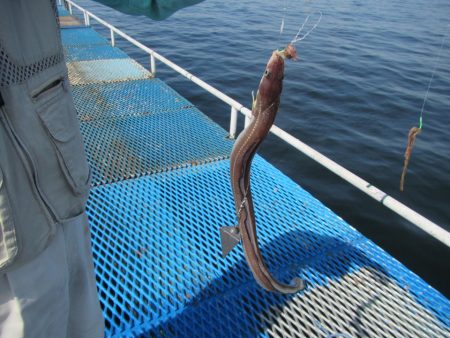 オリジナルメーカー海づり公園(市原市海づり施設) 釣果