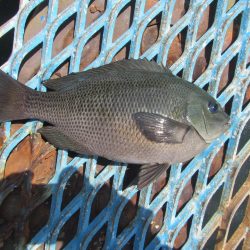 オリジナルメーカー海づり公園(市原市海づり施設) 釣果