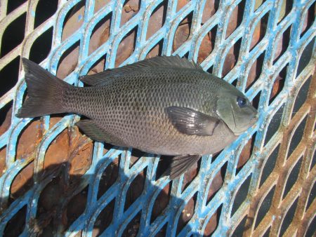 オリジナルメーカー海づり公園(市原市海づり施設) 釣果