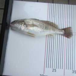 オリジナルメーカー海づり公園(市原市海づり施設) 釣果