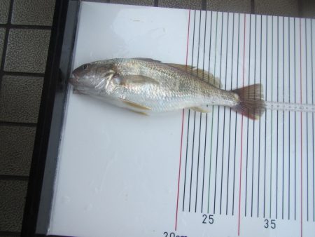 オリジナルメーカー海づり公園(市原市海づり施設) 釣果