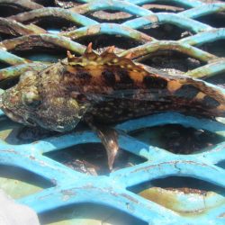 オリジナルメーカー海づり公園(市原市海づり施設) 釣果