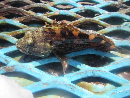 オリジナルメーカー海づり公園(市原市海づり施設) 釣果