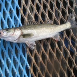 オリジナルメーカー海づり公園(市原市海づり施設) 釣果