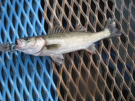 オリジナルメーカー海づり公園(市原市海づり施設) 釣果