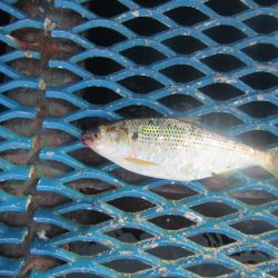 オリジナルメーカー海づり公園(市原市海づり施設) 釣果