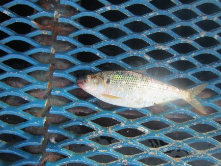 オリジナルメーカー海づり公園(市原市海づり施設) 釣果