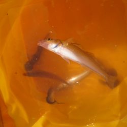 オリジナルメーカー海づり公園(市原市海づり施設) 釣果