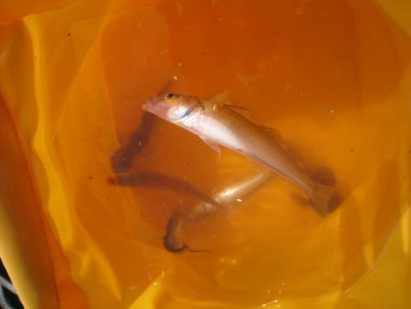 オリジナルメーカー海づり公園(市原市海づり施設) 釣果