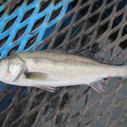オリジナルメーカー海づり公園(市原市海づり施設) 釣果