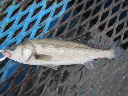 オリジナルメーカー海づり公園(市原市海づり…