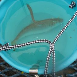 オリジナルメーカー海づり公園(市原市海づり施設) 釣果