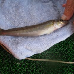 オリジナルメーカー海づり公園(市原市海づり施設) 釣果