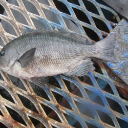 オリジナルメーカー海づり公園(市原市海づり施設) 釣果