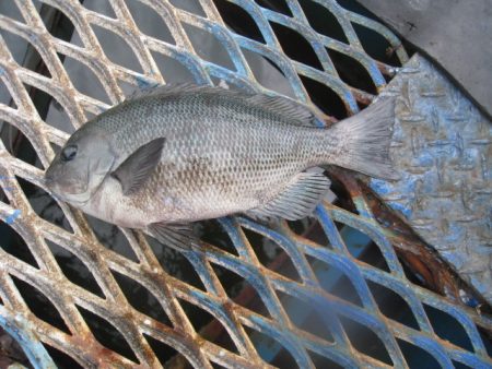 オリジナルメーカー海づり公園(市原市海づり施設) 釣果