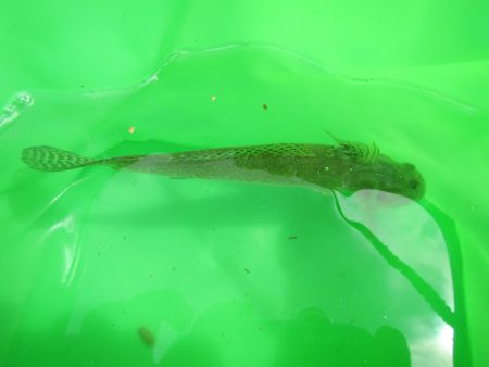 オリジナルメーカー海づり公園(市原市海づり施設) 釣果